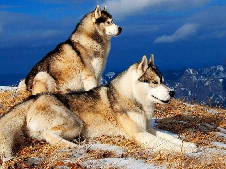Siberian Husky Paar auf Bergen - Diamond Painting