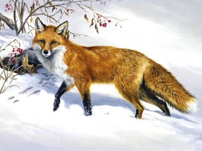 Schneefuchs Diamond Painting Kit - Diamond Painting