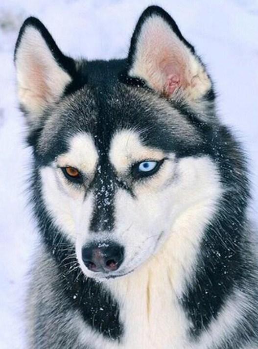 Atemberaubender Husky mit verschiedenen farbigen Augen - Diamond Painting