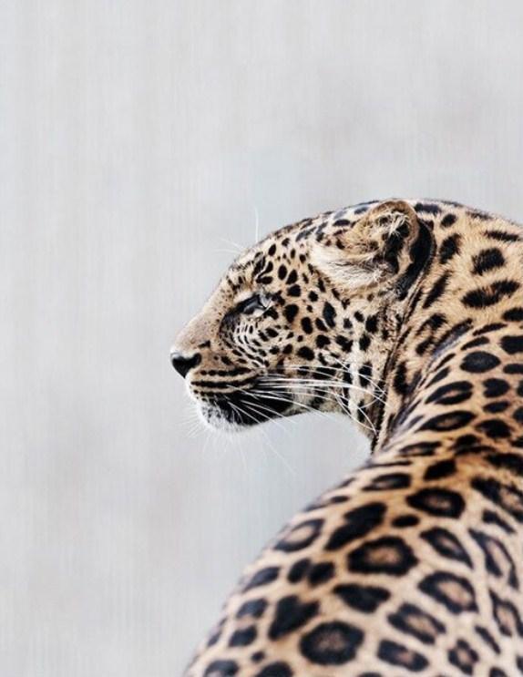 Atemberaubende Jaguar - Farbe von Diamante - Diamond Painting