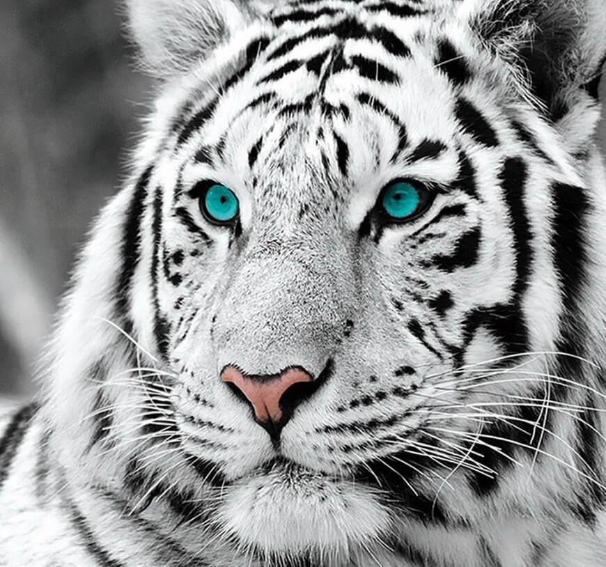 Atemberaubender weißer Tiger - Diamond Painting