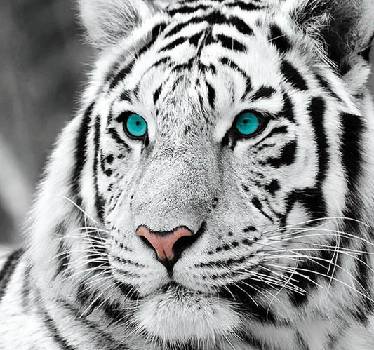 Atemberaubender weißer Tiger - Diamond Painting
