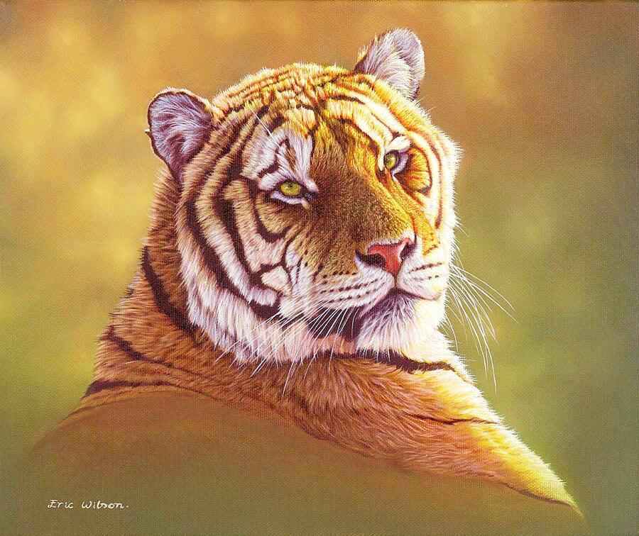 Taiga-Tiger-Studie -  Kunst des Eric Wilson - Diamond Painting