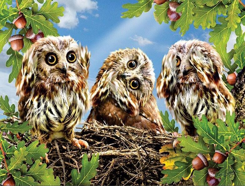 Drei Eulen am Baum Diamond Painting - Diamond Painting
