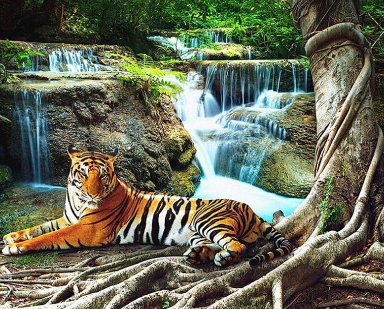 Tiger ruhtn am Wasserfall - Diamond Painting