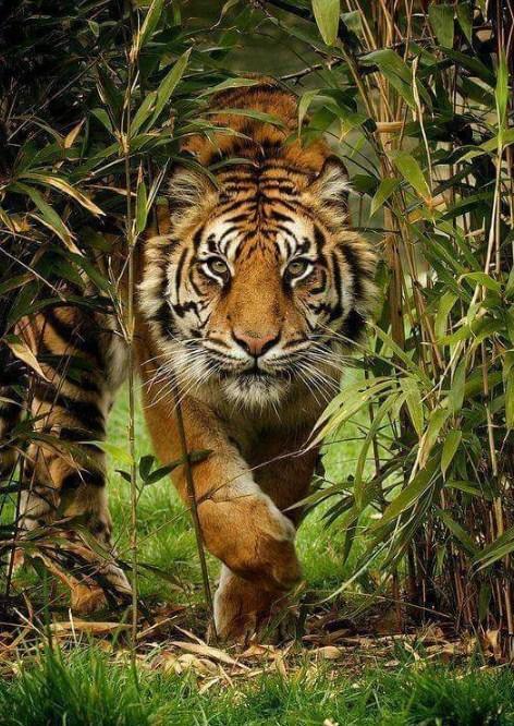 Tiger läuf aus dem Wald - Diamond Painting
