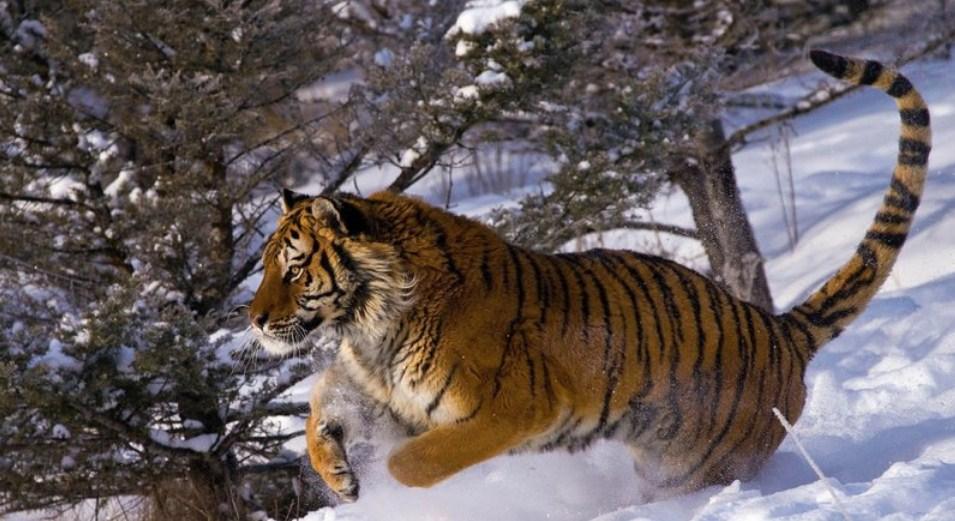 Tiger läuft im Schnee - Diamond Painting