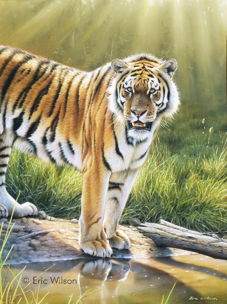 Tiger in Chitwan -  Kunst des Eric Wilson - Diamond Painting