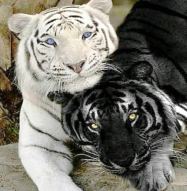 Weiße und schwarze Tiger - Diamond Painting