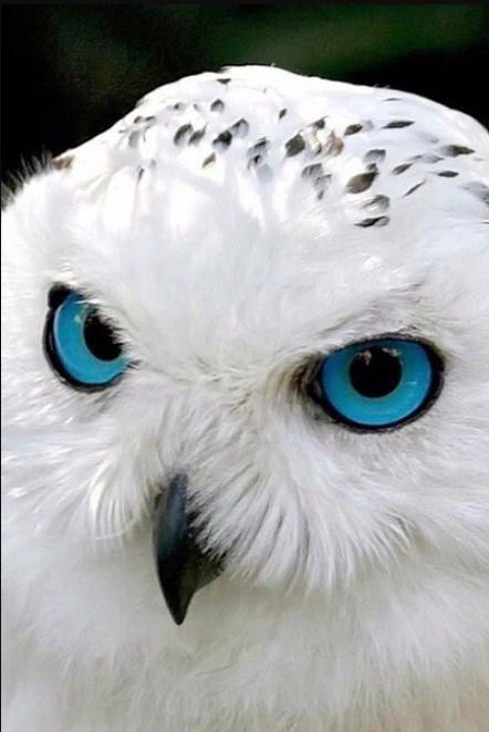 Weiße Eule mit blauen Augen - Diamond Painting