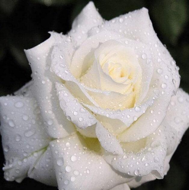 Weiße Rose mit Tautropfen - Diamond Painting