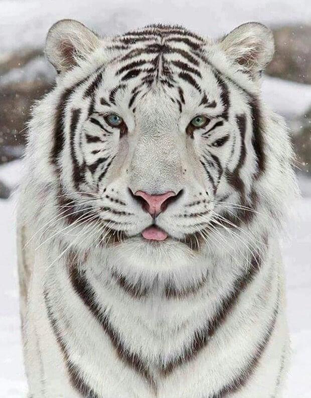 Weißer Tiger im Schnee - Diamond Painting