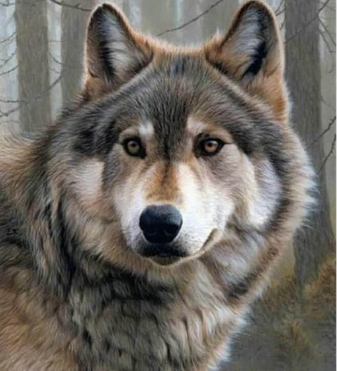 Wolf starren DIY Malerei - Diamond Painting