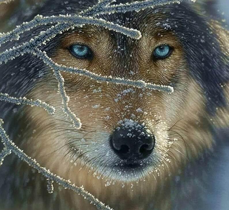 Wolf im Winter - Diamond Painting