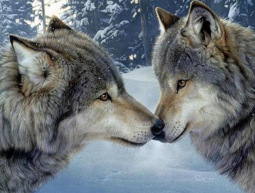 Wölfe Paar im Schnee - Diamond Painting