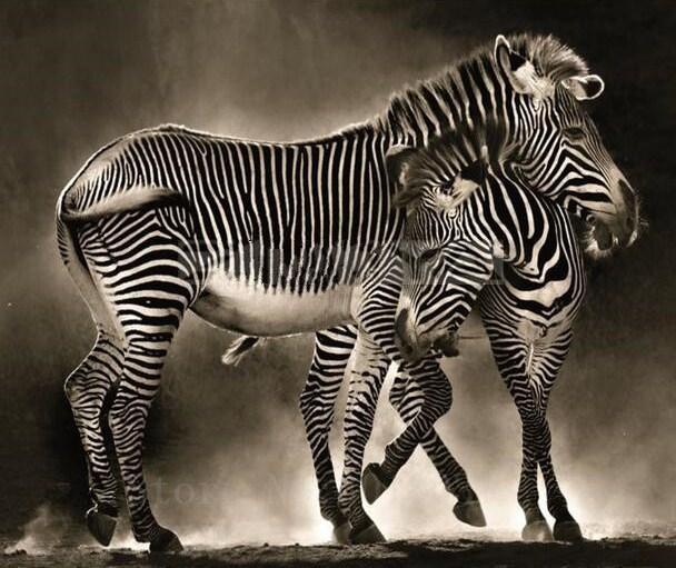 Zebras umarmen sich Diamond Painting - Diamond Painting