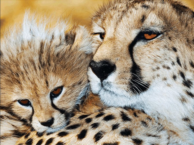Leoparden-Sammlung DIY Diamond Paintings - Diamond Painting